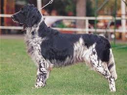 犬を家族に迎える前に